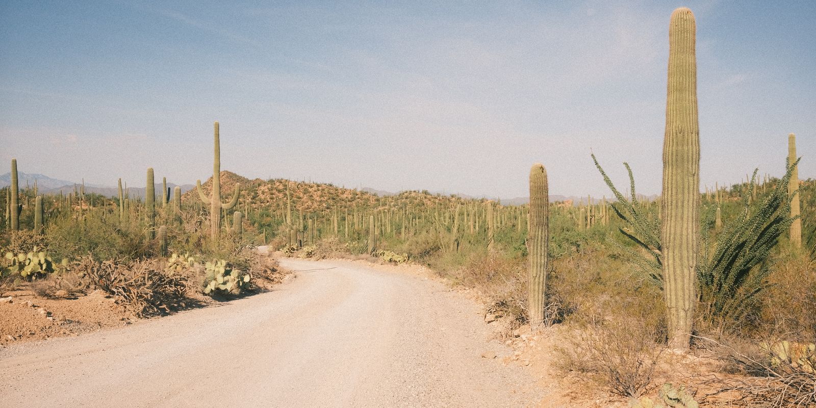 Dirt road curving through desert scrub with tall saguaro cacti under a pale sky