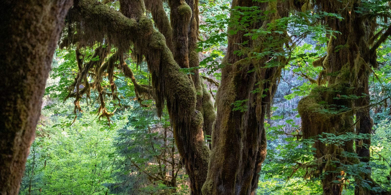 Moss-draped trunks and branches in green, sunlit old-growth rainforest in the Hoh Rainforest, Washington.